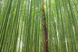 Fototapeta krajobraz bambus roślina rosnący naturalny