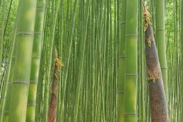 Obraz na płótnie roślina bambus krajobraz