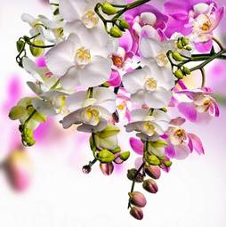 Plakat kwiat zen wellnes miłość tropikalny
