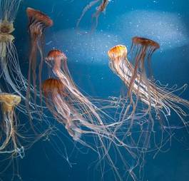 Obraz na płótnie rafa meduza woda