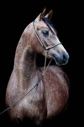 Obraz na płótnie zwierzę koń ssak
