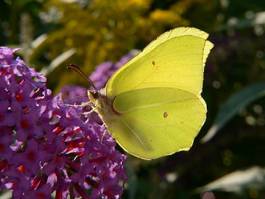 Fototapeta kwiat motyl lato