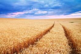 Fototapeta rolnictwo ziarno słoma lato pastwisko