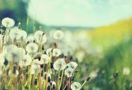 Fotoroleta mniszek łąka świeży pole kwiat