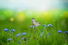 Fotoroleta motyl fauna kwiat wieś trawa
