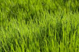 Obraz na płótnie świeży piłka trawa pole