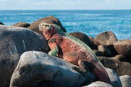 Fototapeta ekwador zwierzę wybrzeże mężczyzna gad