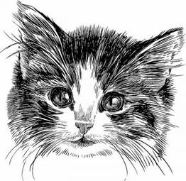 Plakat szkic głowy kota