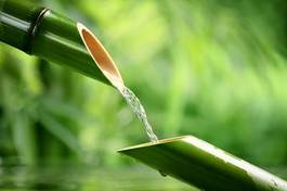 Fotoroleta las zen roślina zdrowy