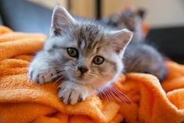 Naklejka szary kotek leży na pomarańczowym kocu