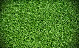 Naklejka trawa natura roślina wzór