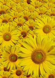 Plakat słonecznik lato kwiat natura