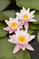 Obraz na płótnie natura świeży zen kwiat