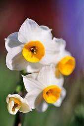 Obraz na płótnie ładny kwiat narcyz