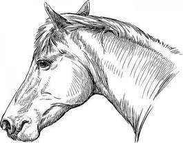 Naklejka grzywa portret koń