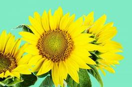 Plakat natura lato słonecznik kwiat roślina