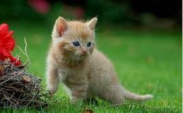 Fotoroleta kot ssak szczenię zwierzę