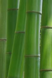 Obraz na płótnie krajobraz roślina bambus