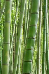 Naklejka bambus roślina krajobraz liść