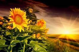 Naklejka słońce kwiat piękny
