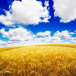 Obraz na płótnie słońce słoma pszenica pole żyto