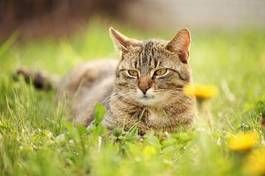 Naklejka kot odpoczywa na trawie