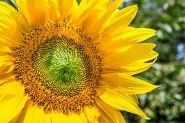 Obraz na płótnie słonecznik kwiat jedzenie