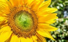 Obraz na płótnie kwiat roślinność słonecznik pyłek słońce