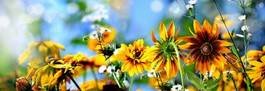 Naklejka bukiet kwiat natura ogród słońce