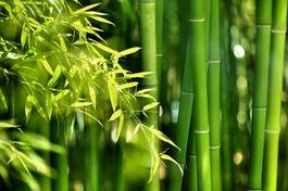 Fotoroleta chiny natura witalność orientalne bambus