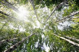 Fotoroleta perspektywa słońce natura drzewa las