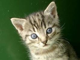 Fotoroleta kociak kot ładny felino