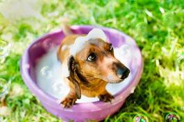 Obraz na płótnie kąpiel psa