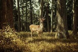 Fototapeta polana park dzikie zwierzę jesień