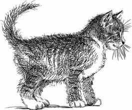 Fotoroleta mały kotek szkic