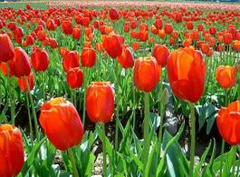Naklejka kwiat tulipan pole