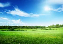 Fototapeta pole trawy nad błękitnym niebem