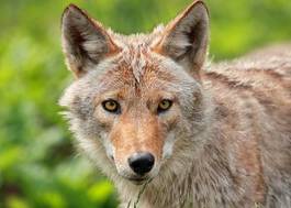 Fotoroleta twarz zwierzę dziki natura kojot