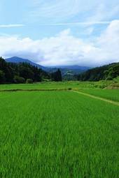 Obraz na płótnie rolnictwo lato japonia niebo góra