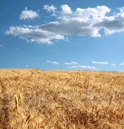 Obraz na płótnie pole wioska pszenica pejzaż