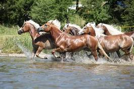 Obraz na płótnie koń ogier lato ruch klacz