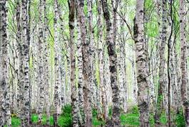 Fotoroleta las skandynawia natura drzewa