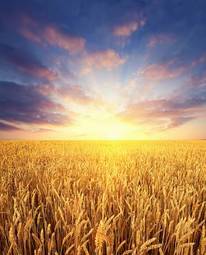Obraz na płótnie pszenica wiejski pastwisko lato