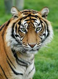 Plakat pantera dziki zwierzę tygrys