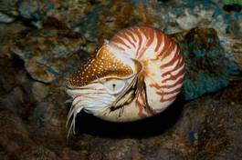 Naklejka loki kalmar spirala morze