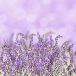 Naklejka aromaterapia lato świeży kwiat