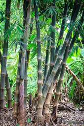 Obraz na płótnie spokojny japoński las ogród bambus