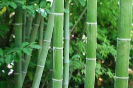 Naklejka woda azja zen bambus