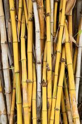 Naklejka azja bambus dżungla świeży