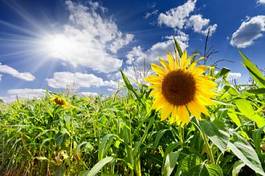 Obraz na płótnie kwiat rolnictwo pole słonecznik